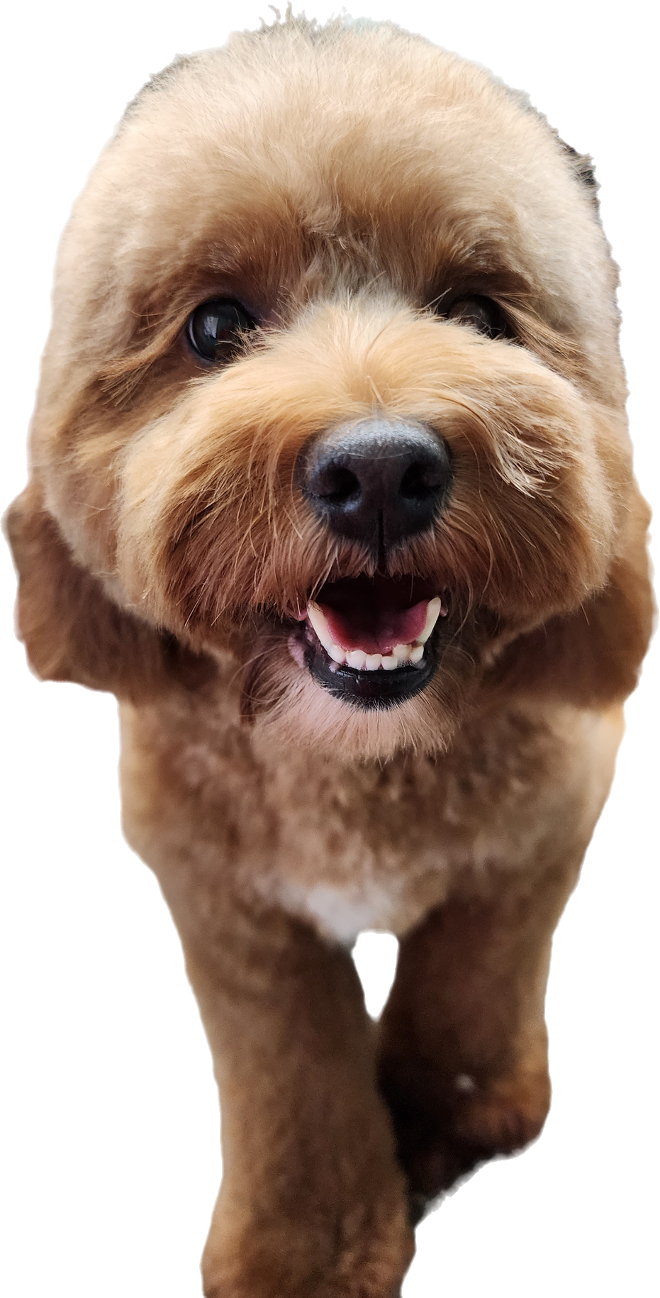 Groomed dog 4