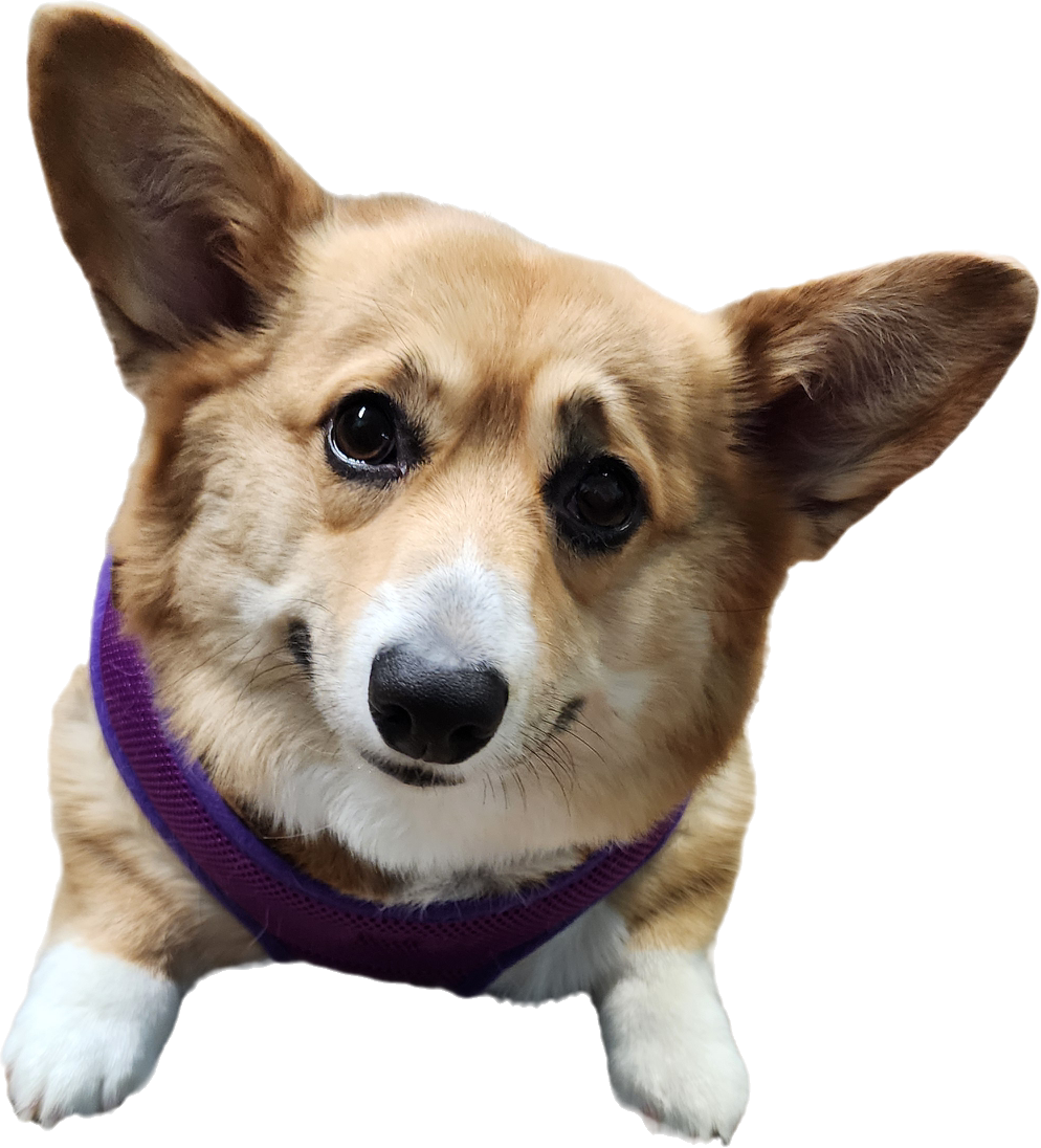 Groomed dog 3