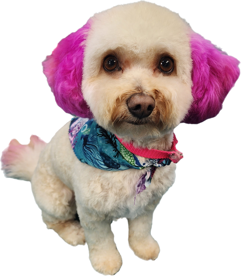 Groomed dog 5