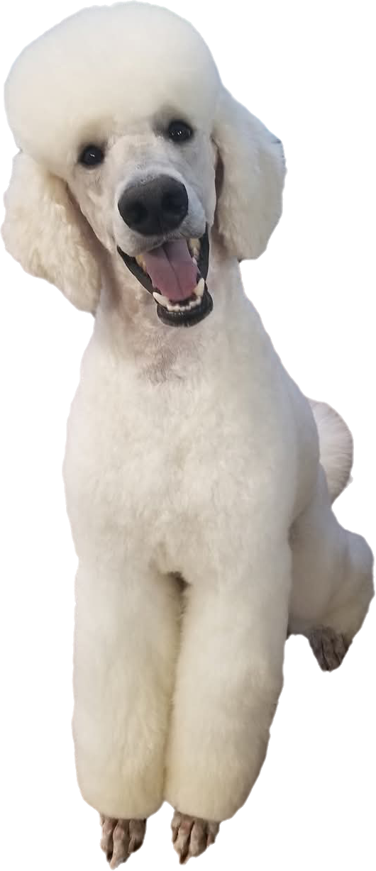 Happy groomed dog