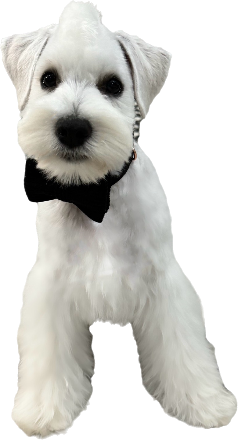 Groomed dog 1
