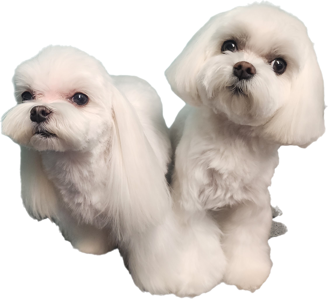 Groomed dog 2
